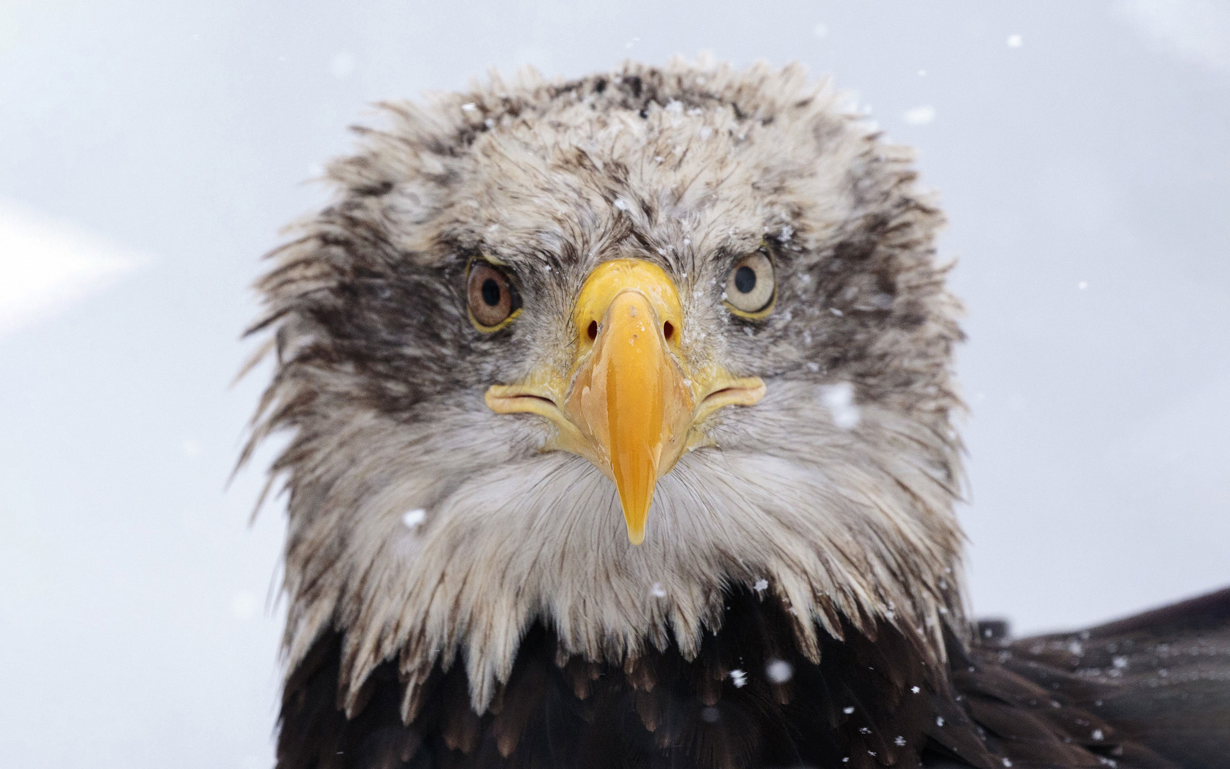 https://tayeblog.net/images/yootheme/science-post-bald-eagle-removed-from-endangered-species-list.jpg