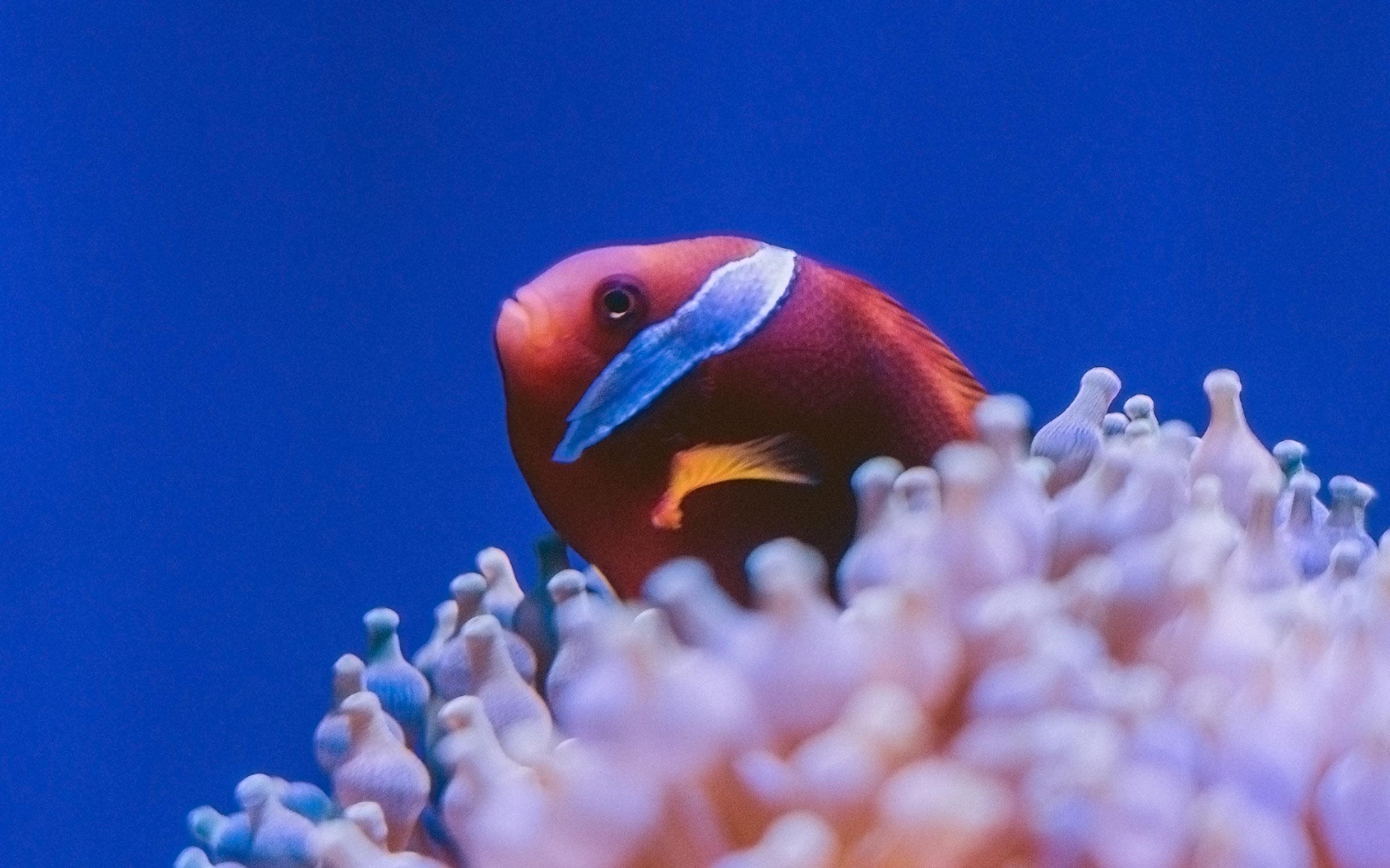 https://tayeblog.net/images/yootheme/science-post-keep-your-anemones-close.jpg