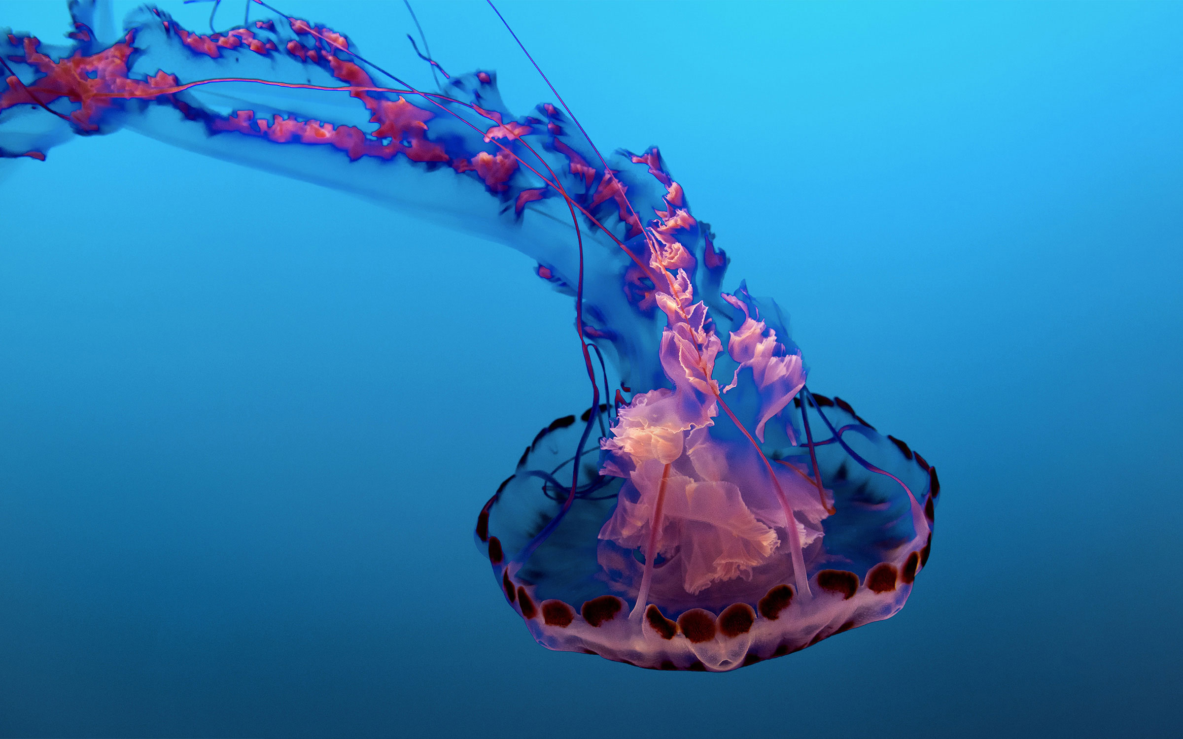 https://tayeblog.net/images/yootheme/science-post-what-you-should-know-about-jellyfish-season.jpg
